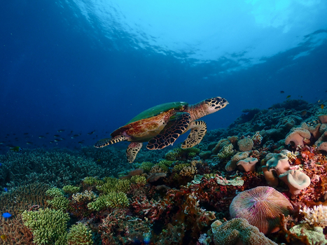 View of a hawksbill sea turtle swimming over a vibrant coral reef with diverse marine life in the clear blue ocean in Raja Ampat Southwest Papua Indonesia.