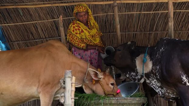 View of a woman feeding cows in a rustic shelter Bangladesh. View of a woman feeding cows in a rustic shelter Bangladesh.
