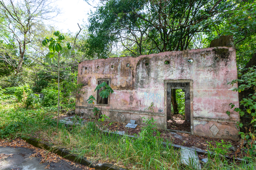 View of an abandoned weathered pink building being reclaimed by lush green vegetation and trees.