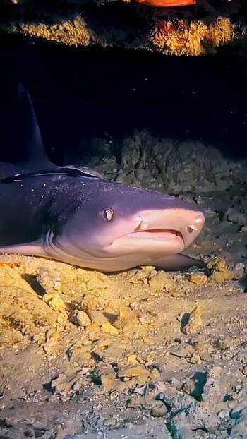 View of a shark resting on the seabed Indonesia. View of a shark resting on the seabed Indonesia.