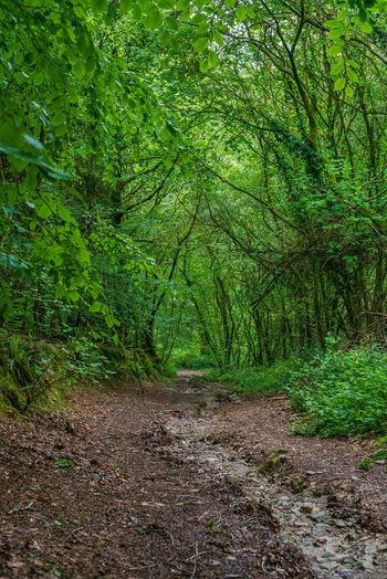View of a woodland path in Deer Park surrounded by lush green trees and foliage in Looe Cornwall United Kingdom. View of a woodland path in Deer Park surrounded by lush green trees and foliage in Looe Cornwall United Kingdom.