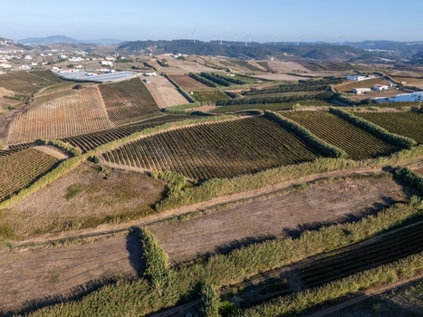 Aerial view of lush green vineyards stretching across rolling hills with wind turbines in the distance under a clear sky in Encarnacao Lisboa Portugal. Aerial view of lush green vineyards stretching across rolling hills with wind turbines in the distance under a clear sky in Encarnacao Lisboa Portugal.