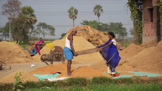 View of farmers processing grain in a rural field India.