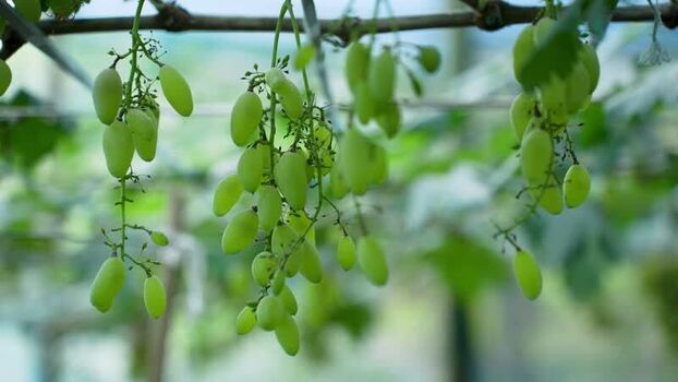 View of green grapes hanging from a vine in Bogura Bangladesh. View of green grapes hanging from a vine in Bogura Bangladesh.