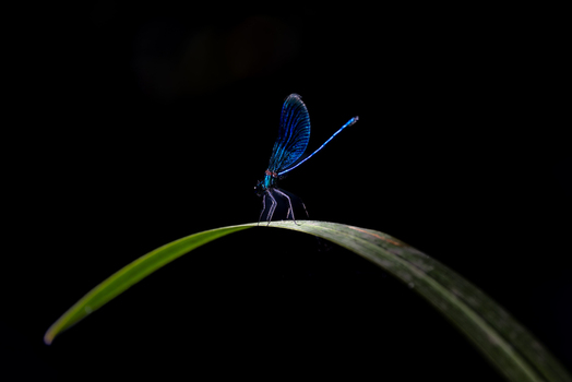 View of a blue damselfly perched on a curved green leaf against a dark background in Wittenheim Grand Est France. View of a blue damselfly perched on a curved green leaf against a dark background in Wittenheim Grand Est France.