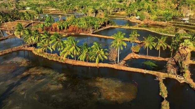 Aerial view of fish ponds and palm trees in Maros Indonesia. Aerial view of fish ponds and palm trees in Maros Indonesia.