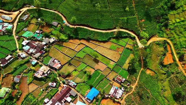 Aerial view of tea plantations in Sri Lanka.