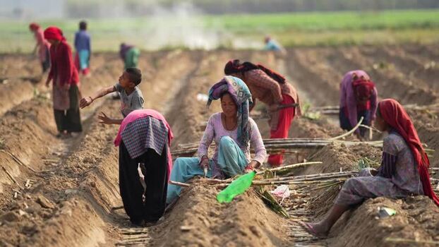 View of farmers working in agricultural fields in Dhangadhi Nepal. View of farmers working in agricultural fields in Dhangadhi Nepal.