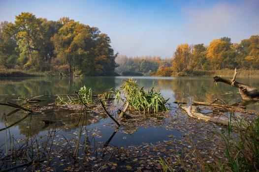 View of tranquil water reflecting the golden autumn foliage under a soft hazy sky with scattered branches and leaves floating serenely Bodiky Trnava Region Slovakia. View of tranquil water reflecting the golden autumn foliage under a soft hazy sky with scattered branches and leaves floating serenely Bodiky Trnava Region Slovakia.