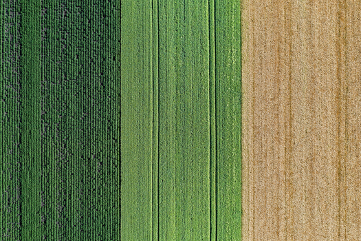 Aerial view of verdant green fields and golden crops create a striking contrast in the agricultural landscape Chyhyryns kyi district Cherkasy Oblast Ukraine.