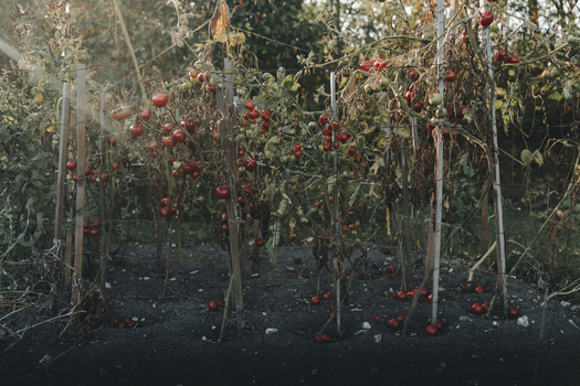 View of tomato plants with ripe red tomatoes growing on a trellis in a garden in Laane County Estonia.