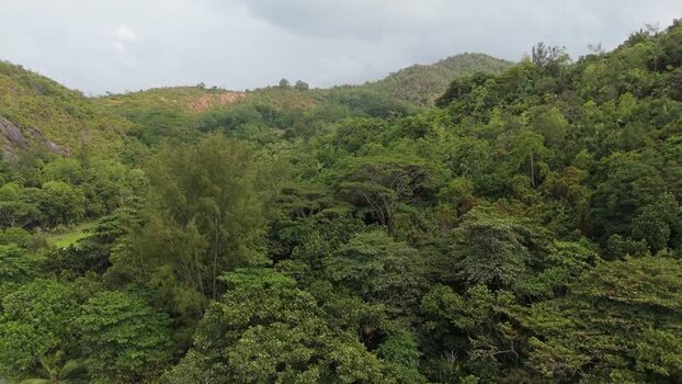 Aerial view of Anse Georgette forest in Seychelles.