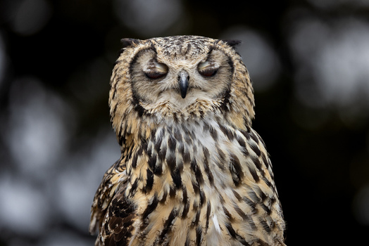 View of a close up portrait of an owl with closed eyes and detailed plumage against a dark bokeh background Selestat Grand Est France.