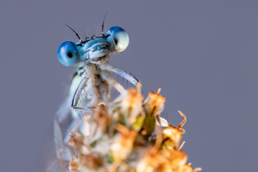 View of a macro close up of a blue damselfly with large compound eyes resting on a dried plant head Wittenheim Grand Est France.