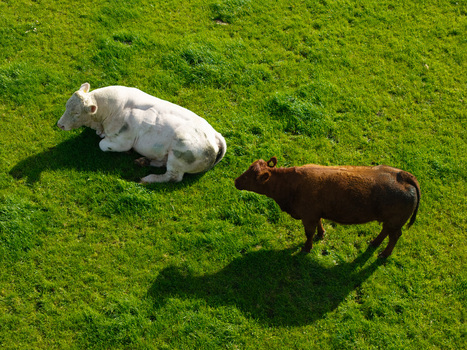 Aerial view of a white cow resting on the grass near a standing brown cow in a lush green pasture in Lisburn Northern Ireland United Kingdom. Aerial view of a white cow resting on the grass near a standing brown cow in a lush green pasture in Lisburn Northern Ireland United Kingdom.
