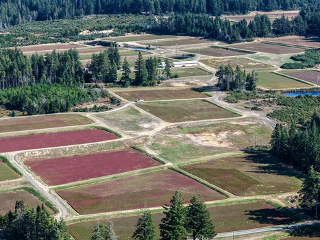 Aerial view of cranberry bogs with rectangular fields surrounding evergreen forests and dirt roads in the rural landscape of Bandon Oregon United States. Aerial view of cranberry bogs with rectangular fields surrounding evergreen forests and dirt roads in the rural landscape of Bandon Oregon United States.
