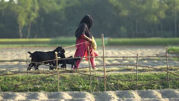 View of a woman walking with goats in a rural field Bangladesh. View of a woman walking with goats in a rural field Bangladesh.