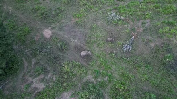 Aerial view of elephants in a grassy field Sri Lanka.