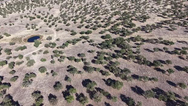 Aerial view of cork oak trees in Valencia de Alcantara Spain.