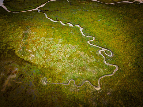 Aerial view of the winding tidal channels of the Havre de Geffosses cutting through the vibrant green salt marshes and wetlands in Geffosses Normandy France.