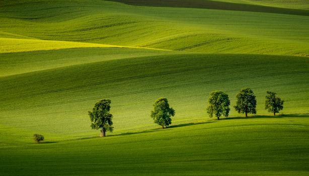 View of the rolling green hills of the Moravian landscape with a line of trees under soft light in Brno City District South Moravian Region Czechia.