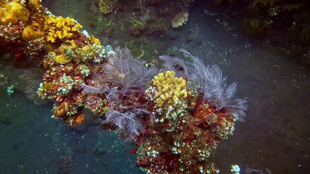 View of vibrant coral reef in Bali Indonesia.