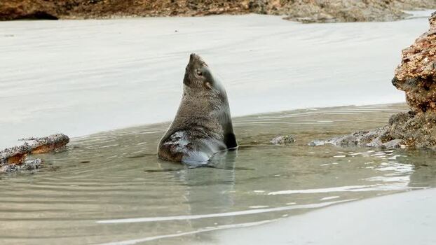 View of a seal grooming in shallow water New Zealand. View of a seal grooming in shallow water New Zealand.