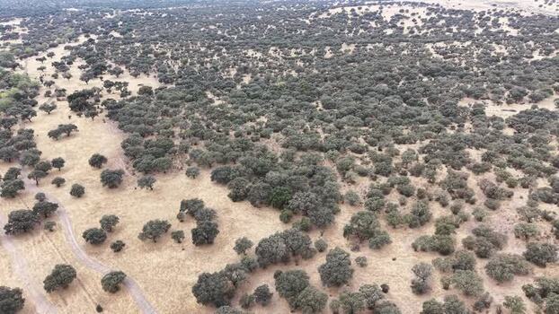 Aerial view of dehesa landscape in Navalmoral de la Mata Spain.