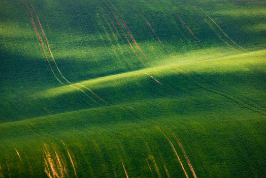 View of rolling green hills and agricultural fields with tractor tracks under soft sunlight in Sardice South Moravian Region Czechia. View of rolling green hills and agricultural fields with tractor tracks under soft sunlight in Sardice South Moravian Region Czechia.