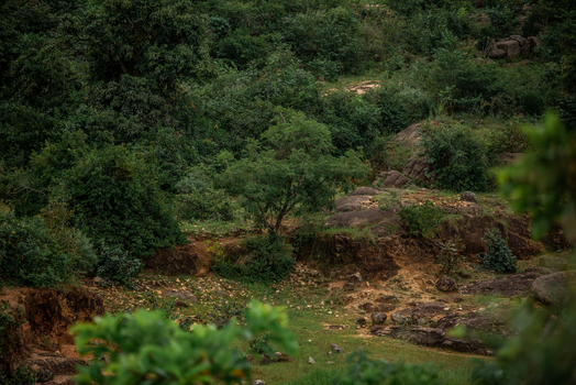 View of the lush rocky landscape with dense green vegetation and exposed rock formations in Jos North Plateau Nigeria. View of the lush rocky landscape with dense green vegetation and exposed rock formations in Jos North Plateau Nigeria.