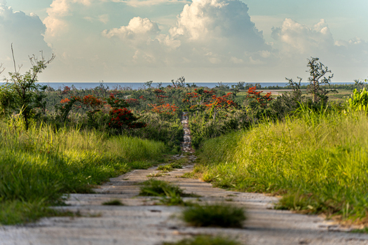 View of perimeter road around North Field Base with a path through lush vegetation red flame tree flowers and a cloudy sky in Northern Tinian Tinian Northern Mariana Islands.
