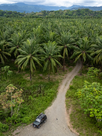 Aerial view of the Llorona Palm Fields with a 4x4 vehicle on a dirt road surrounded by dense palm trees and distant mountains in Quepos Provincia de Puntarenas Costa Rica. Aerial view of the Llorona Palm Fields with a 4x4 vehicle on a dirt road surrounded by dense palm trees and distant mountains in Quepos Provincia de Puntarenas Costa Rica.