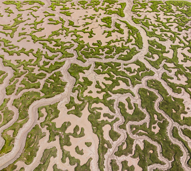 Aerial view of intricate salt marsh channels and vibrant green vegetation patterns in the tidal flats of Andalusia Spain. Aerial view of intricate salt marsh channels and vibrant green vegetation patterns in the tidal flats of Andalusia Spain.