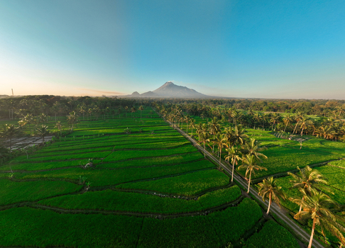 Aerial view of Mount Merapi rising above lush green rice terraces and palm trees in the rural landscape of Kecamatan Cangkringan Daerah Istimewa Yogya Indonesia. Aerial view of Mount Merapi rising above lush green rice terraces and palm trees in the rural landscape of Kecamatan Cangkringan Daerah Istimewa Yogya Indonesia.
