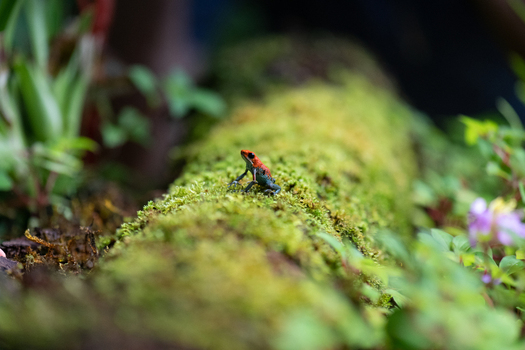 View of a small strawberry poison dart frog perched on a vibrant moss covered log in the lush rainforest of Puerto Jimenez Puntarenas Province Costa Rica.