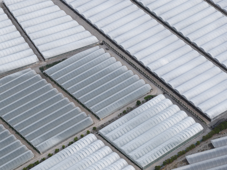 Aerial view of numerous greenhouses and agricultural polytunnels arranged in rows under soft daylight in Paestum Campania Italy.