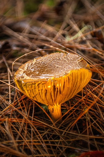 View of a solitary glistening golden mushroom with intricate gills and a textured cap nestled amidst a dense bed of rustic brown pine needles Kabupaten Soppeng South Sulawesi Indonesia. View of a solitary glistening golden mushroom with intricate gills and a textured cap nestled amidst a dense bed of rustic brown pine needles Kabupaten Soppeng South Sulawesi Indonesia.