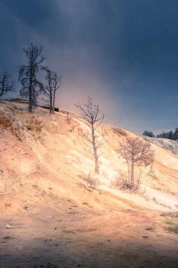 View of Yellowstone National Park with dead trees standing on colorful mineral terraces under a dramatic dark sky in the United States.