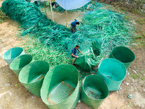 Manikganj Bangladesh 15 January 2025 Aerial view of workers weaving vibrant green jute into baskets under a makeshift shelter showcasing the craft s intricate texture. Manikganj Bangladesh 15 January 2025 Aerial view of workers weaving vibrant green jute into baskets under a makeshift shelter showcasing the craft s intricate texture.
