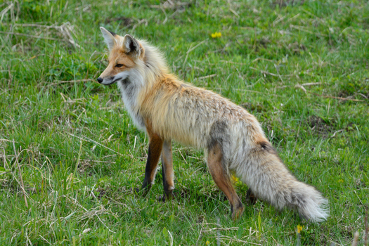 View of a red fox standing in a grassy meadow in Yellowstone National Park United States. View of a red fox standing in a grassy meadow in Yellowstone National Park United States.