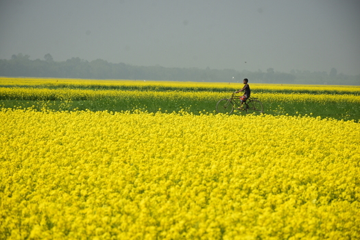 View of a boy riding a bicycle through a vibrant field of yellow mustard flowers under a soft sky in Kushtia District Khulna Division Bangladesh. View of a boy riding a bicycle through a vibrant field of yellow mustard flowers under a soft sky in Kushtia District Khulna Division Bangladesh.