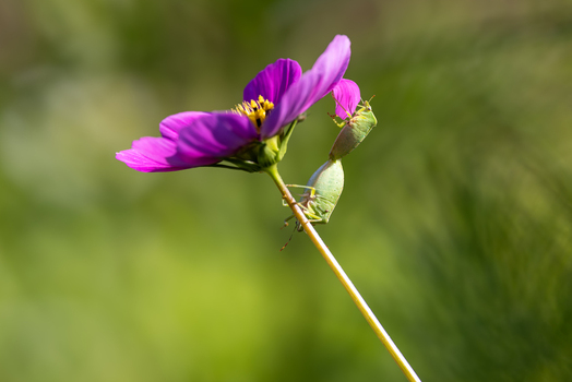 View of two green shield bugs mating on the stem of a purple cosmos flower with a soft blurred green background Wittenheim Grand Est France.