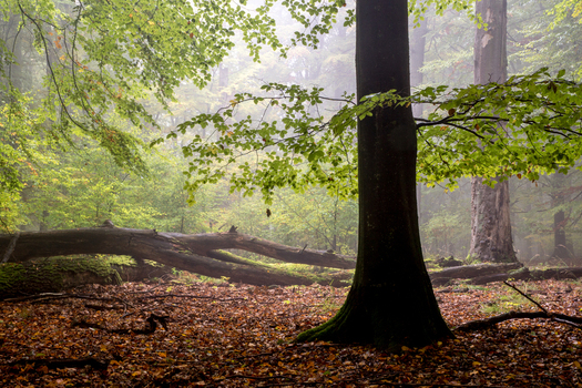 View of a misty autumn forest with a large tree trunk in the foreground fallen logs and a carpet of colorful fallen leaves in Debrzno Pomeranian Voivodeship Poland. View of a misty autumn forest with a large tree trunk in the foreground fallen logs and a carpet of colorful fallen leaves in Debrzno Pomeranian Voivodeship Poland.