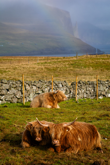View of highland cattle resting in a grassy field with a stone wall and mountains in the background in the Faroe Islands. View of highland cattle resting in a grassy field with a stone wall and mountains in the background in the Faroe Islands.