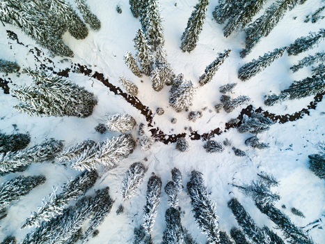 Aerial view of snow covered pine trees and a winding stream in a winter landscape near Cortina d Ampezzo Veneto Italy.