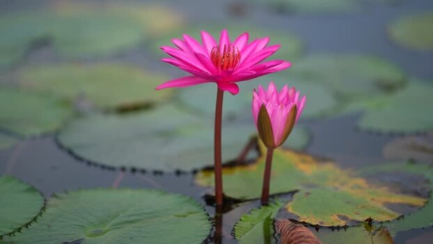 View of pink water lilies blooming in a pond Bangladesh. View of pink water lilies blooming in a pond Bangladesh.