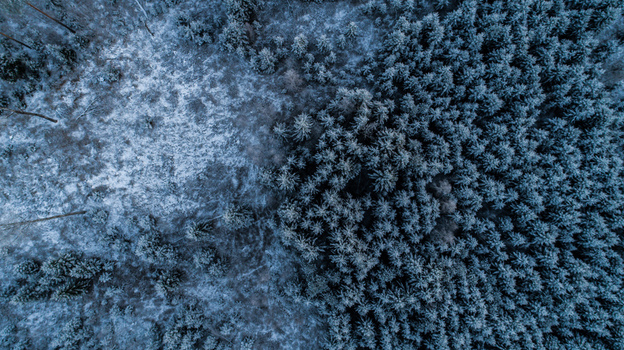 Aerial view of a dense pine forest covered in snow with a partially cleared area showcasing the contrast between the dark evergreen trees and the white frost covered ground in Latvia. Aerial view of a dense pine forest covered in snow with a partially cleared area showcasing the contrast between the dark evergreen trees and the white frost covered ground in Latvia.