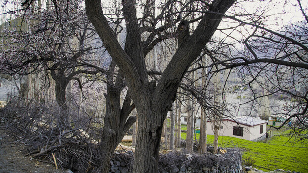 View of blossoming trees and a small house nestled in a green valley with mountains in the background Gilgit Baltistan Pakistan.