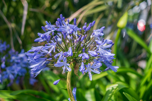 View of a vibrant blue Agapanthus flower in full bloom with lush green foliage in a garden setting in Looe Cornwall United Kingdom. View of a vibrant blue Agapanthus flower in full bloom with lush green foliage in a garden setting in Looe Cornwall United Kingdom.