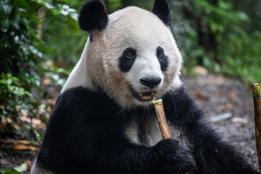 View of a giant panda eating bamboo at the Chengdu Research Base of Giant Panda Breeding in Chengdu Sichuan China. View of a giant panda eating bamboo at the Chengdu Research Base of Giant Panda Breeding in Chengdu Sichuan China.